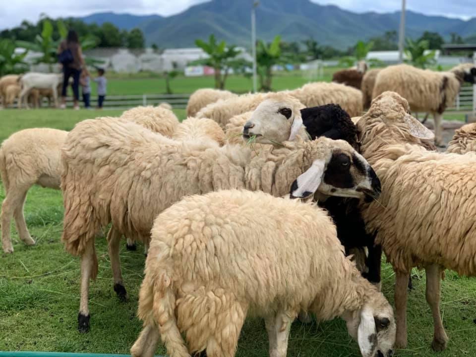 Oon Valley Farm Stay San Kamphaeng 외부 사진